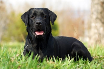 10 Adorable Videos of Black Dogs that Prove They're Just as Adoptable as  Other Dogs - One Green Planet